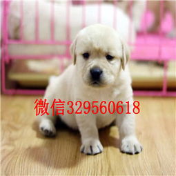 秦皇岛哪里有卖小狗的