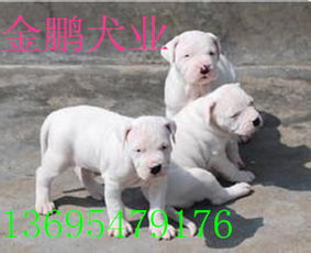 贵州哪里有杜高犬卖