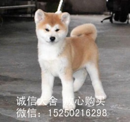 上海秋田犬哪里买