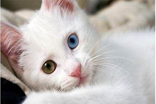 猫多久眼睛开始变色