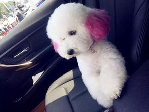 比熊犬和贵宾哪个好