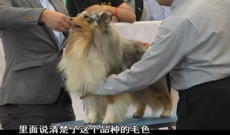 如何判断纯种狗