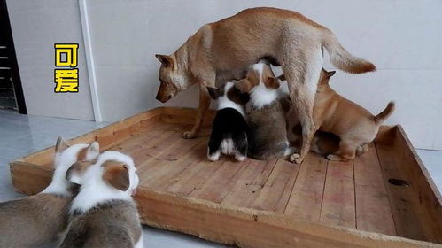 狗狗有奶水后多久生