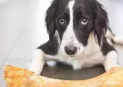 狗狗不补钙会怎么样