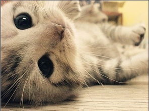 重庆哪里有卖猫猫的