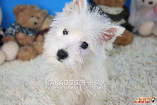 梗类犬有哪些