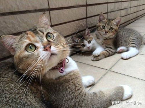 如何防止猫咪攀爬