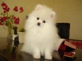 博美犬成年怎么样