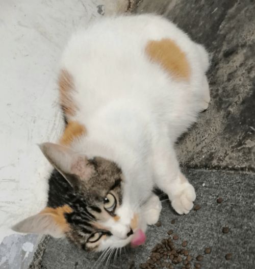 成都哪里收养流浪猫