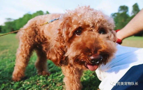 泰迪犬分布在哪里