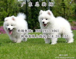 深圳哪里有卖萨摩耶狗