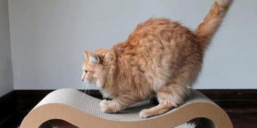 如何阻止母猫地上拉屎