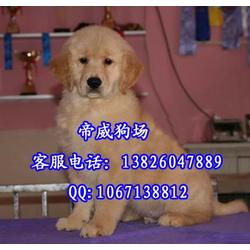 清远哪里有宠物狗卖