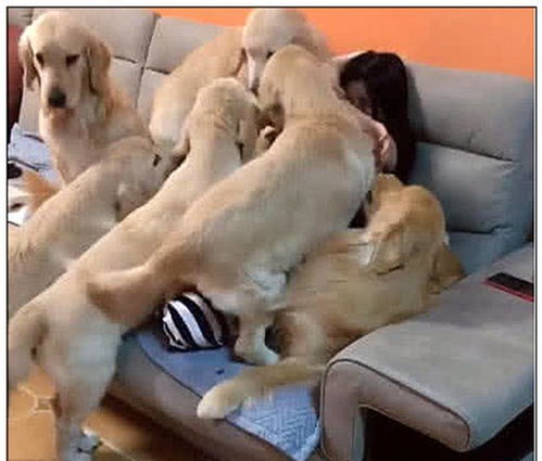 狗狗怀孕趴窝多久会生