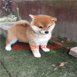 珠海哪里有卖柴犬
