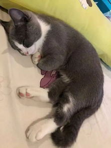 如何让猫睡觉