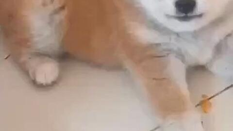 金毛和柴犬哪个吃得多