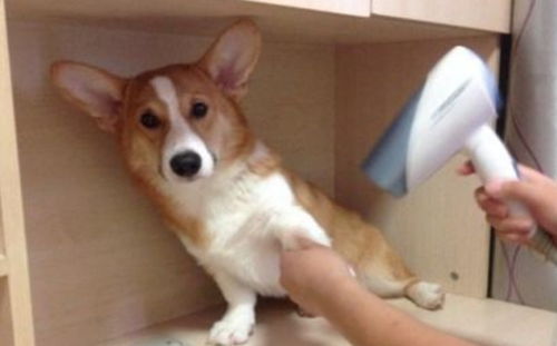 柯基犬如何洗澡