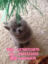 广州哪里买猫