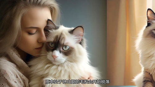 布偶猫多久能爆毛