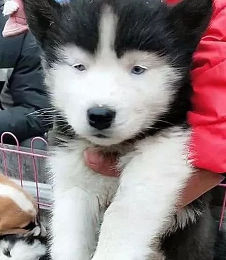 在哪里买哈士奇狗子