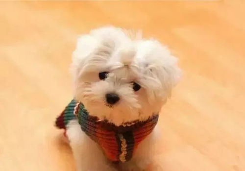 中型犬有哪些犬只
