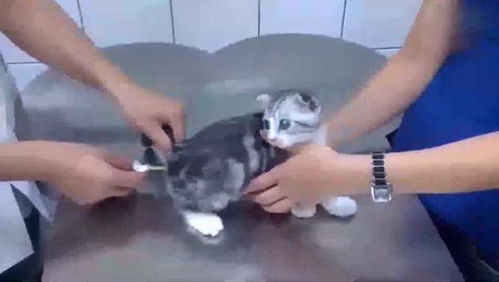 打猫疫苗去哪里打