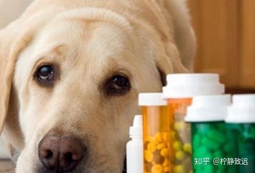 给狗狗吃的消炎药有哪些