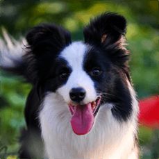 德国牧羊犬能活多久