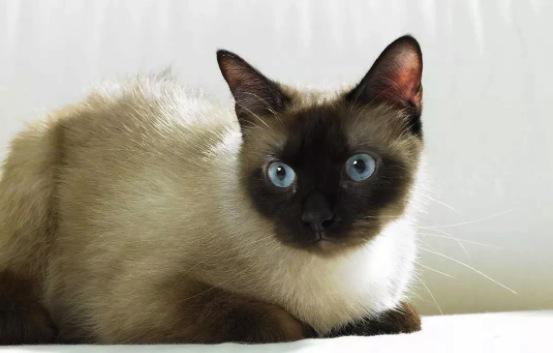 宠物猫哪个品种好