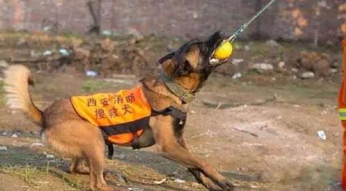 搜救犬如何训练