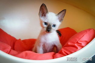 猫罐头开了放多久