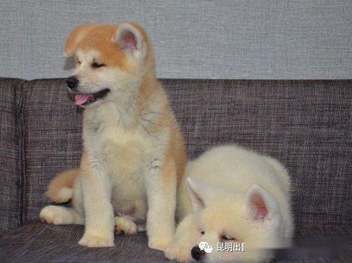 昆明哪里有卖秋田犬的