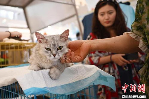 南京哪里有猫咪领养