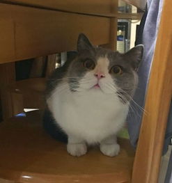 小猫多久眼睛变色