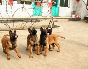 马犬疫苗在哪里买