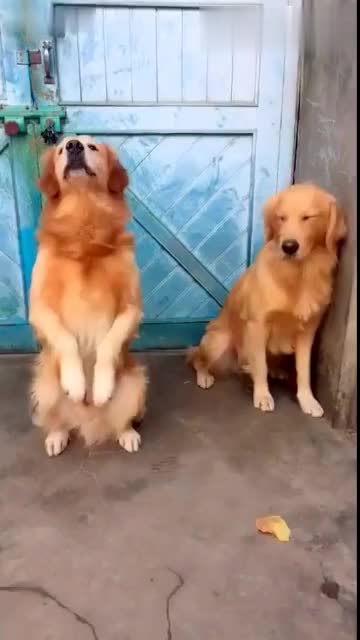 金毛犬如何训练站立