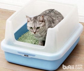 猫砂应该放在哪里