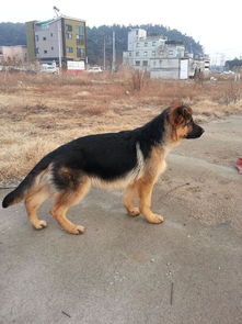 弓背牧羊犬怎么样