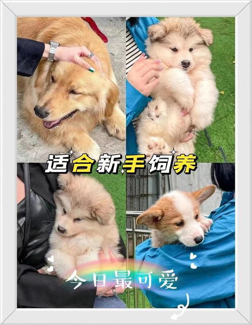 在哪里买狗武汉