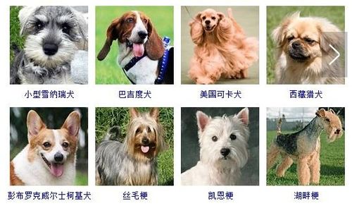 大狗型的品种有哪些