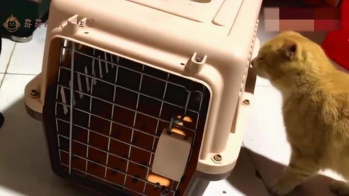 给绝育母猫多久拆线