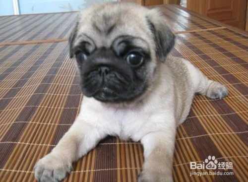 如何养巴哥犬