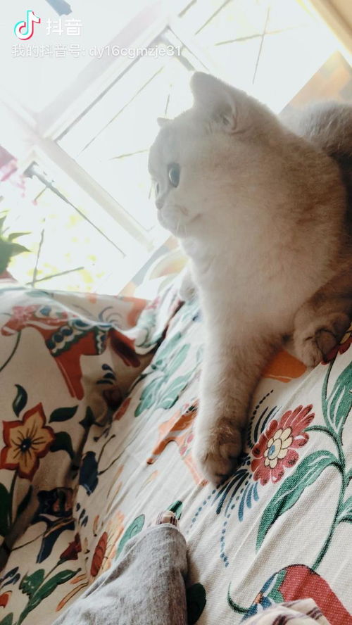 纯种猫和混种猫哪个乖