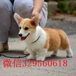 哪里能买柯基犬