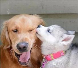 金毛犬与哈士奇哪个好