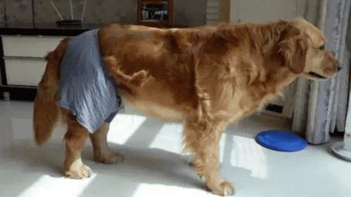 狗狗生理裤多久换一次