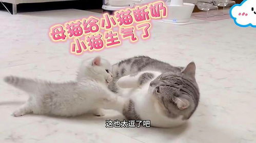 母猫多久给小猫断奶