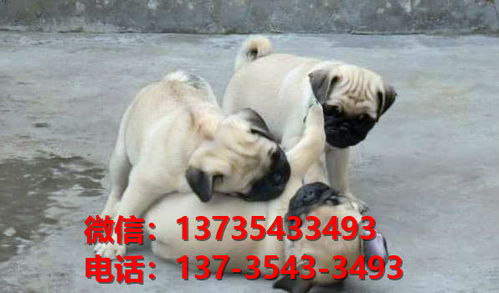 长沙哪里有卖狗的