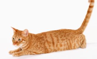 尾巴散开的猫有哪些